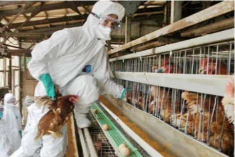 广东禽流感已致多人感染，H3N8或成新的大流行毒株来源