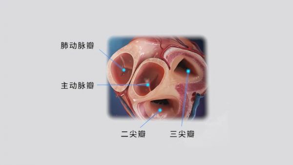 心脏瓣膜位置示意图