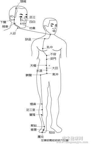 足陽(yáng)明胃經(jīng)經(jīng)絡(luò)穴位圖