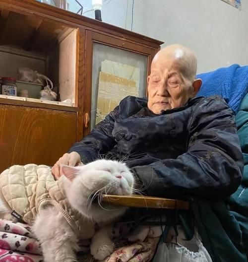 猫咪难产生产的全过程（探究猫咪难产的原因及应对措施）