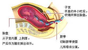 第三产程 (胎盘娩出期〕