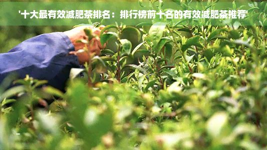 '十大最有效减肥茶排名：排行榜前十名的有效减肥茶推荐'