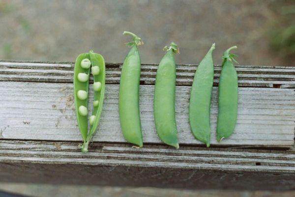guisantes con carbohidratos complejos