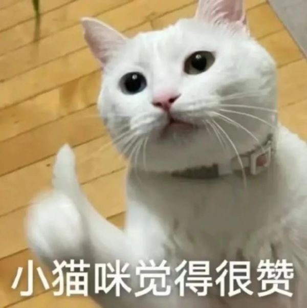 小猫咪觉得很赞.jpg