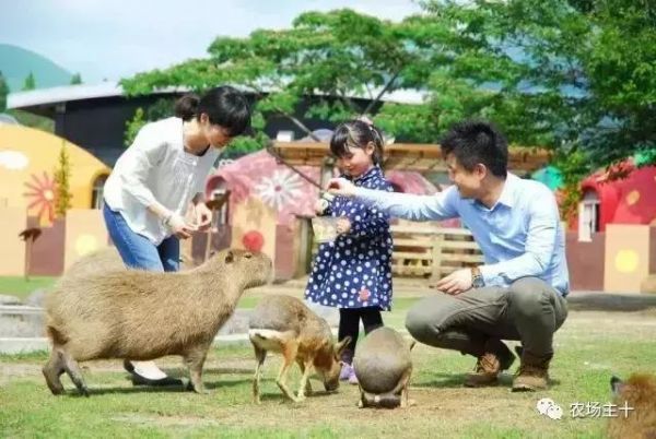 阿苏农场：以“人、自然、元气”为主题的大自然健康体验度假村