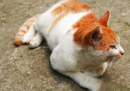 维生素D与猫咪健康