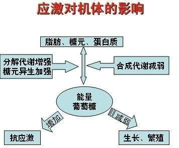 最新研究：阻断这种消化酶可能改善代谢健康，稳定血糖。