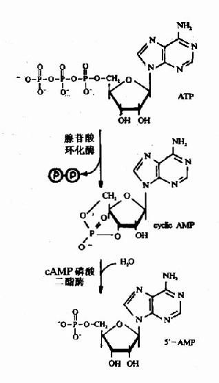 CAMP的结构和代谢