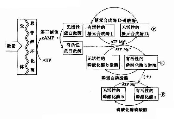 激素调节糖原代谢的连续激活反应