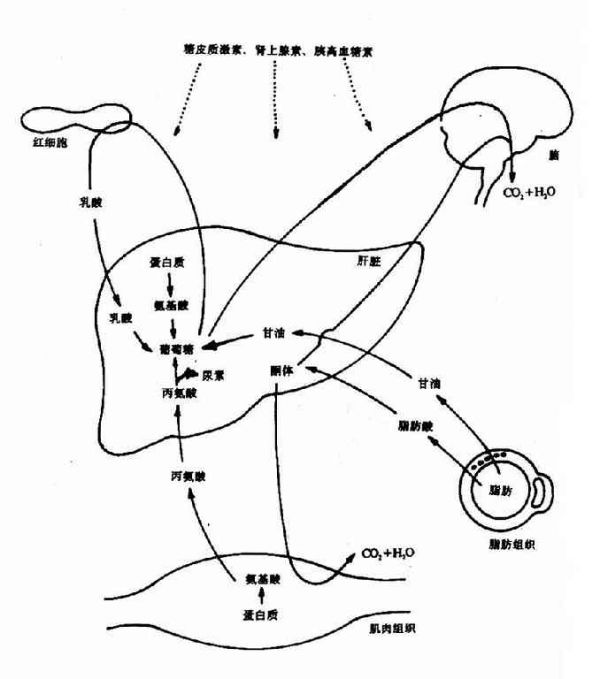 饥饿情况下机体主要组织间代谢联系