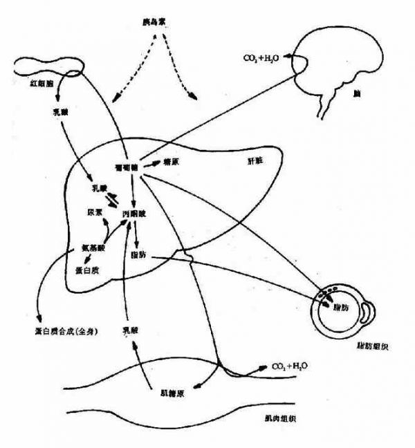 饱食情况下机体主要组织间代谢关系