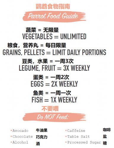 chop食譜和發(fā)芽方法鸚鵡健康飲食