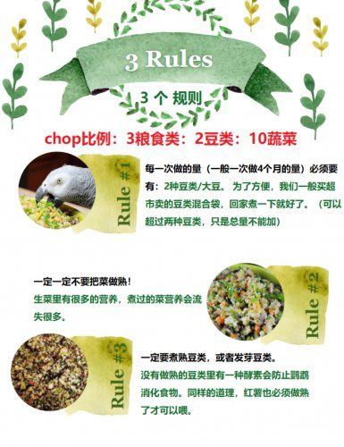 chop食譜和發(fā)芽方法鸚鵡健康飲食
