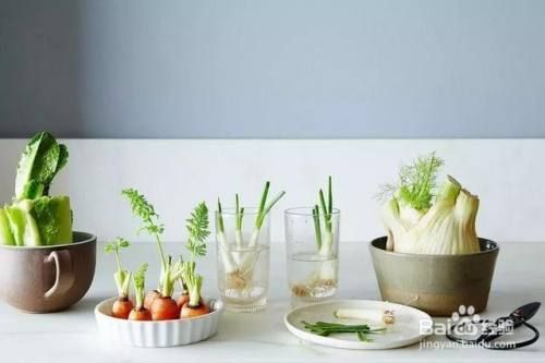 水栽大葱的方法