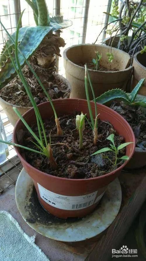 水栽大葱的方法
