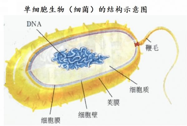 细菌1.jpg