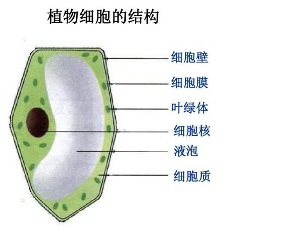 植物细胞.jpg