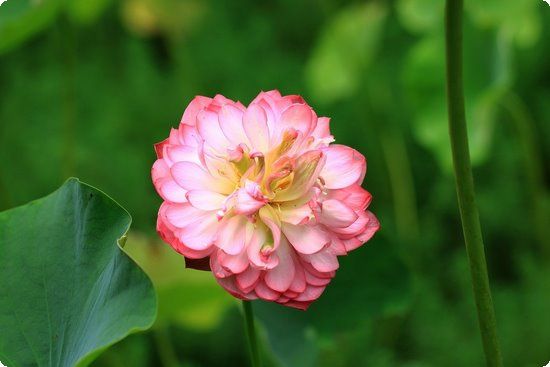 坐月子怎么做才算健康 護(hù)理身體不容大意