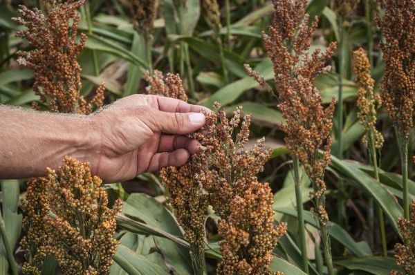 persona con sorgo en la mano