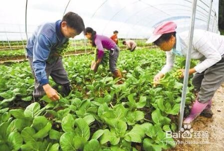 有机蔬菜怎么销售