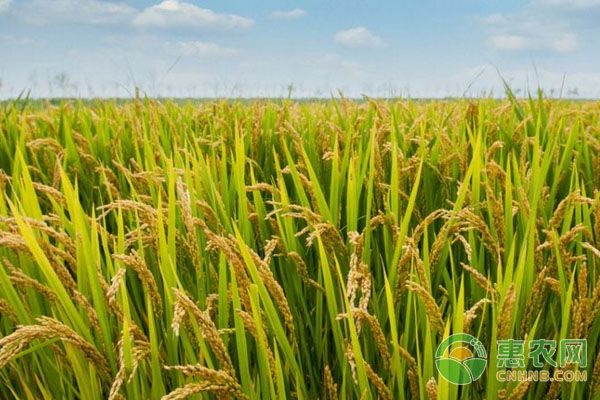 有机水稻如何高效高产种植？有机水稻种植高产方案-图片版权归惠农网所有