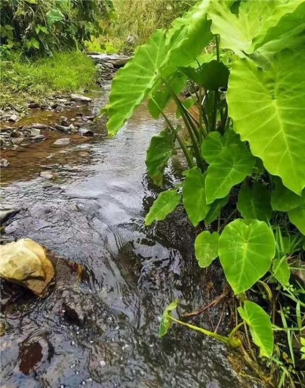 世界上最牛种植技术，“无化肥，无农药，纯天然绿色种植”