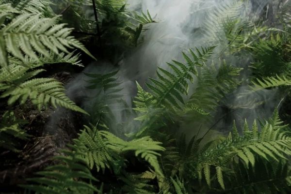 從植物科技到純凈美容:上美集團(tuán)一葉子的綠色可持續(xù)之路