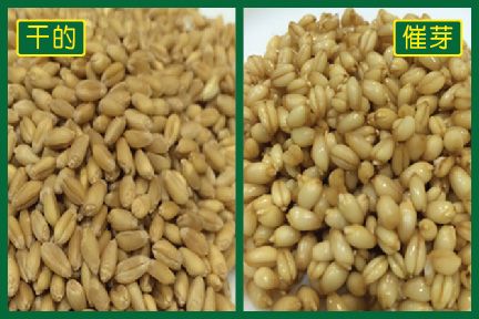 保健食療能量飲 – 回春水
