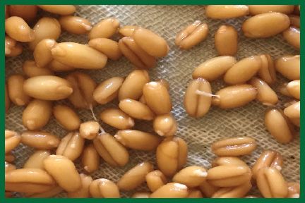 保健食療能量飲 – 回春水