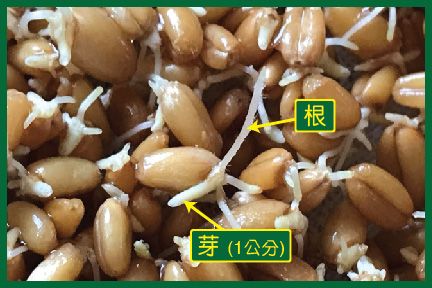 保健食療能量飲 – 回春水