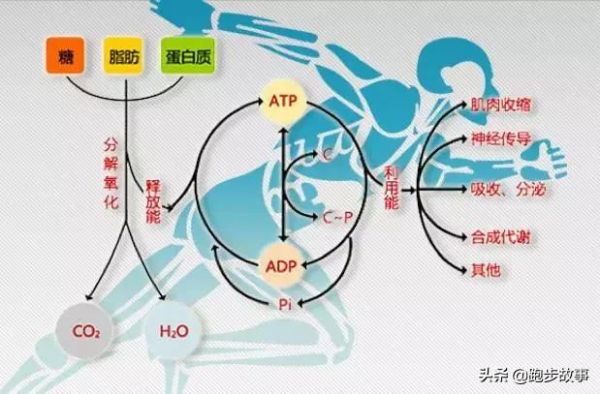 体育锻炼与膳食平衡