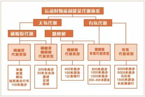 耐力运动还是力量训练先做？最新研究给你答案，科学运动才健康。