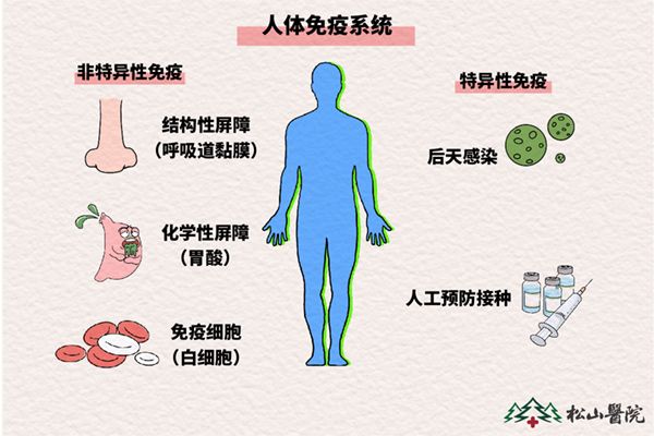 人體免疫系統(tǒng)。重慶松山醫(yī)院供圖