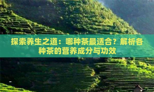 探索养生之道：哪种茶最适合？解析各种茶的营养成分与功效