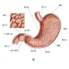 运动员应该怎样合理饮食