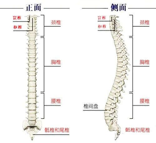 颈椎操   脊柱与健康    养生先养骨 养骨能续命