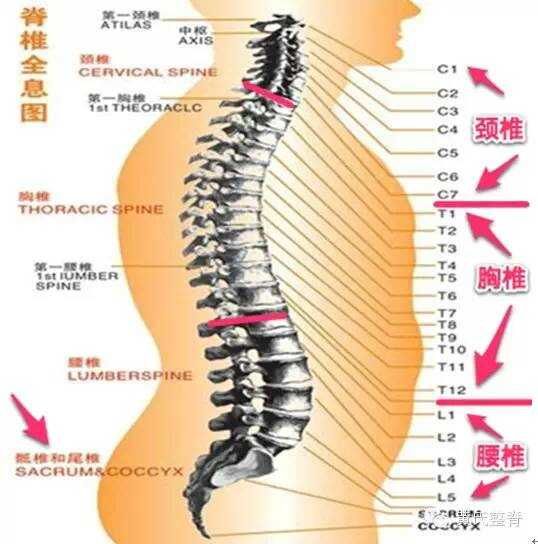 颈椎操   脊柱与健康    养生先养骨 养骨能续命