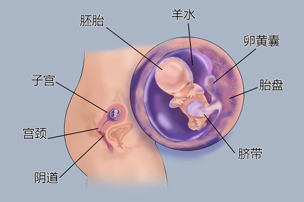 懷孕2個月胎兒圖