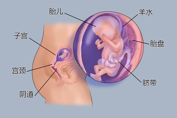 懷孕3個月胎兒圖