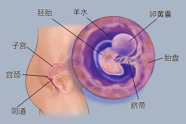 懷孕1個月胎兒圖
