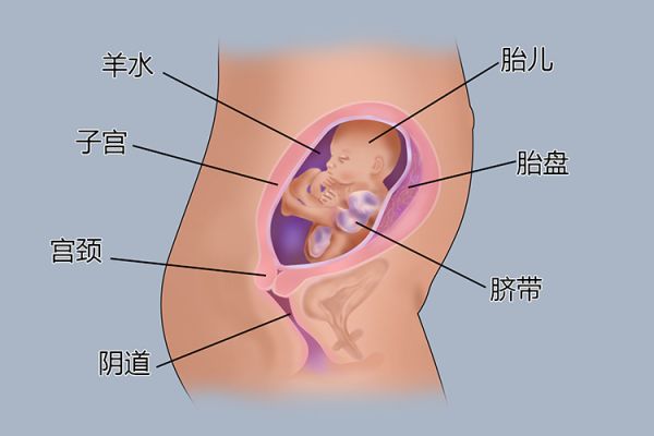 懷孕5個月胎兒圖