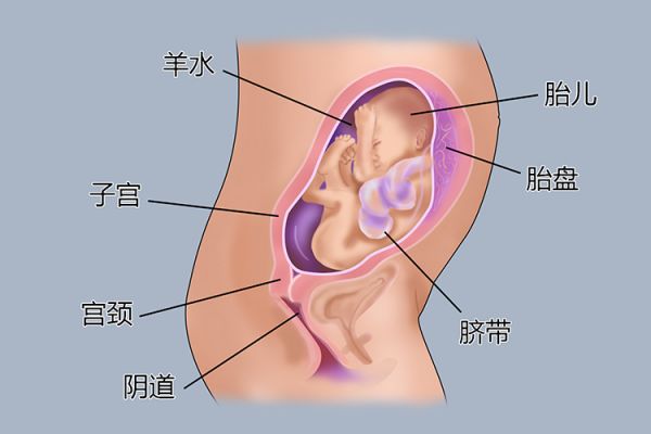 懷孕6個月胎兒圖