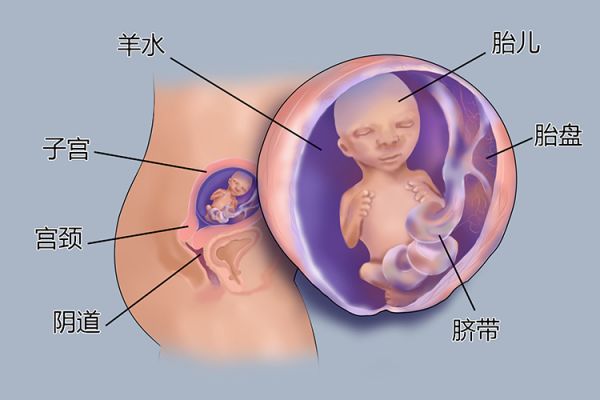 懷孕4個月胎兒圖