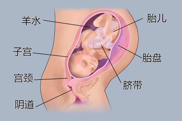 懷孕8個月胎兒圖