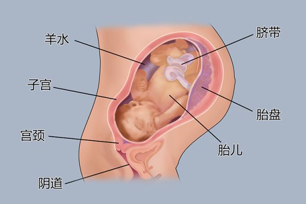 懷孕9個月胎兒圖