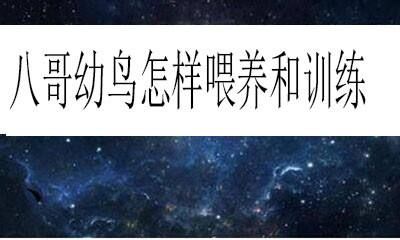 八哥幼鸟怎样喂养和训练