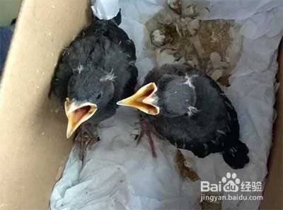 八哥幼鸟怎样喂养和训练