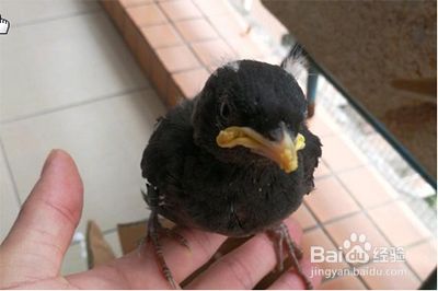 八哥幼鸟怎样喂养和训练
