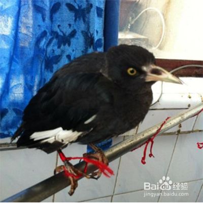 八哥幼鸟怎样喂养和训练