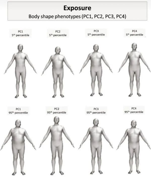 哪种体型更易患癌？33万人研究发现：这种身材的人患癌风险高！